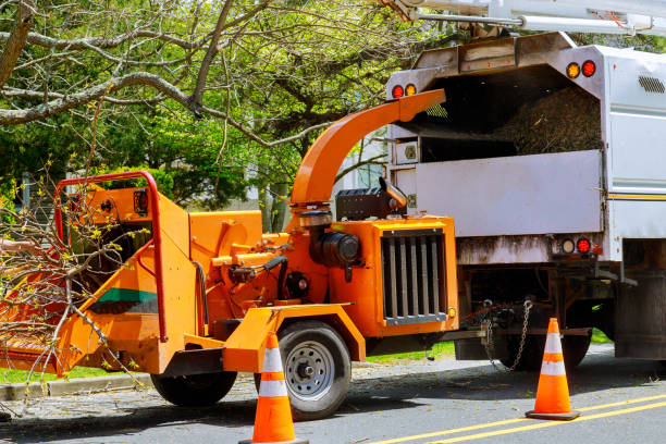 Best Tree Cutting Near Me  in City View, SC